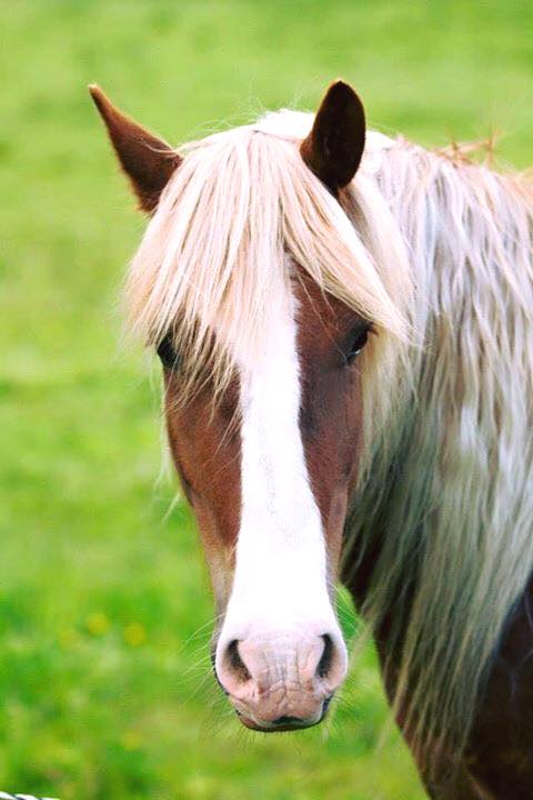 Hällebo Magic Cesar 2