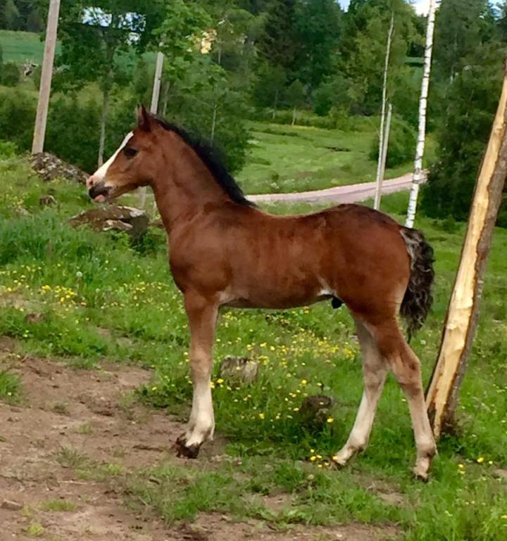 Hällebo Mr taliesin 2