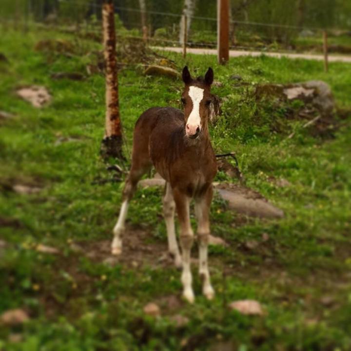 Hällebo Mr Taliesin