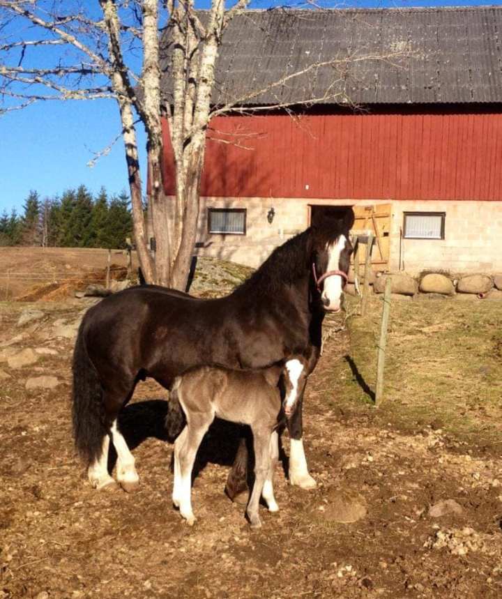 50474503_2957325837614739_3879652260648583168_n