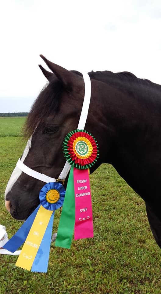 50560797_2957326854281304_611841099455004672_n