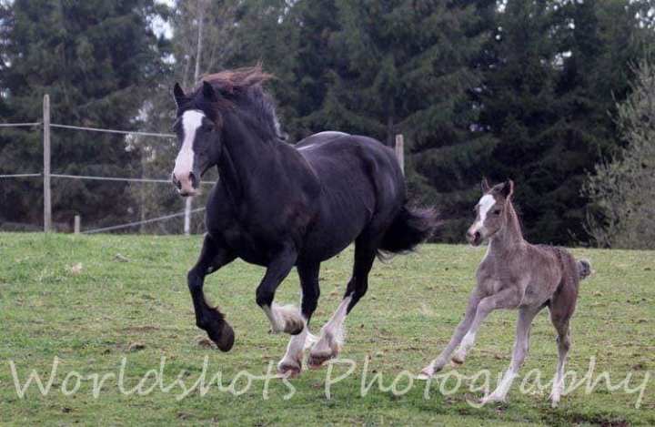 50608230_2957325947614728_6556658230389374976_n