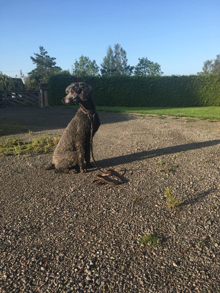 69368941_2343543859014953_84986519340711936_n